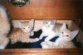 kittens-in-drawer-jpg