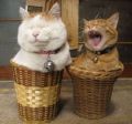pics_100-jpg